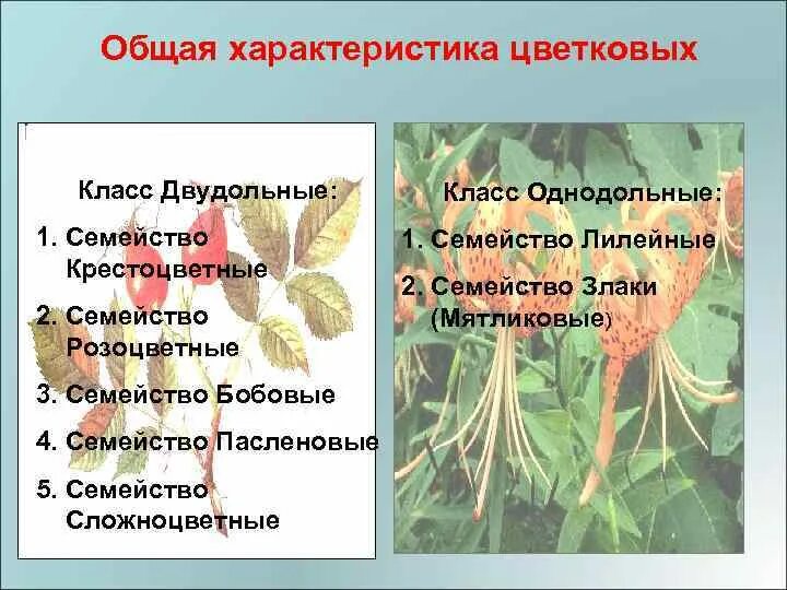 Общая характеристика двудольных. Семейства класса двудольные. семейства класса двудольных растений. представители семейства двудольных. характеристика двудольных.