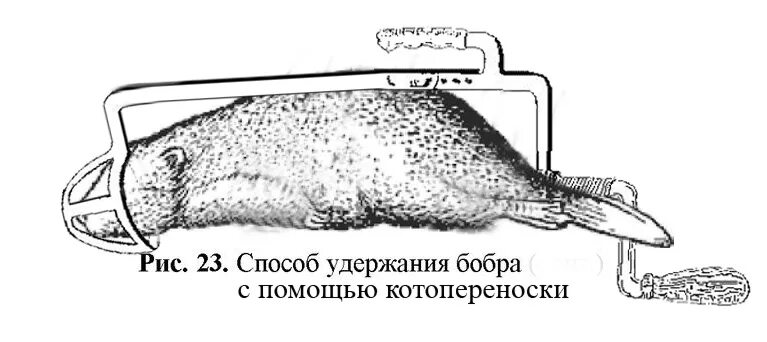 Способ удержания бобра. Схема удержания бобра. Метод удержания бобра. Способ удержания бобра Мем. Поднял бобра