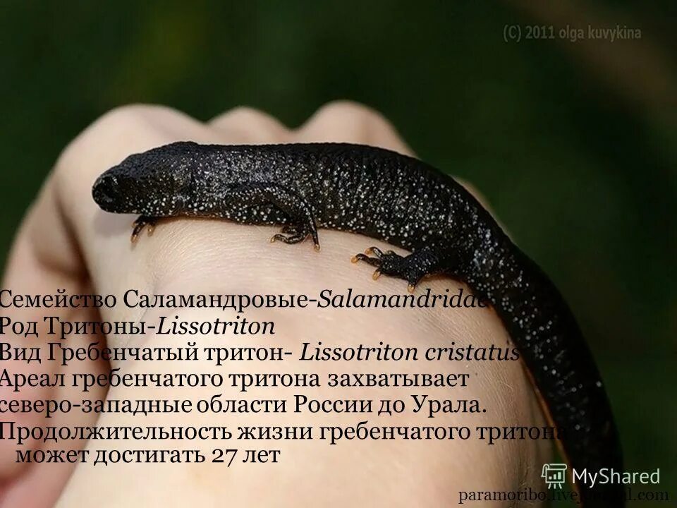 Хвостатая дочь тритона. Хвостатая дочь тритона. Внешнее строение тритона обыкновенного. Огненная саламандра хвостатые земноводные. Обыкновенный тритон настоящие саламандры.