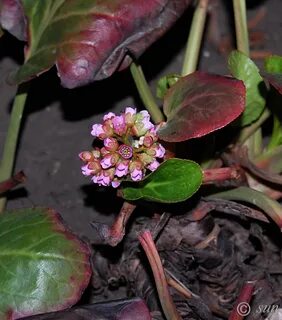 Bergenia crassifolia сырье