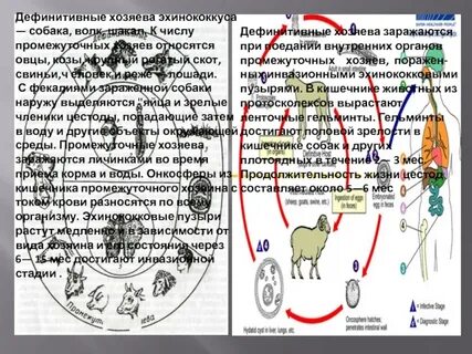 Дефинитивный это