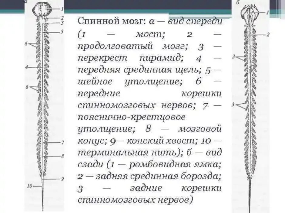 Спинной мозг обозначения. Строение спинного мозга вид спереди. Наружное строение спинного мозга схема.