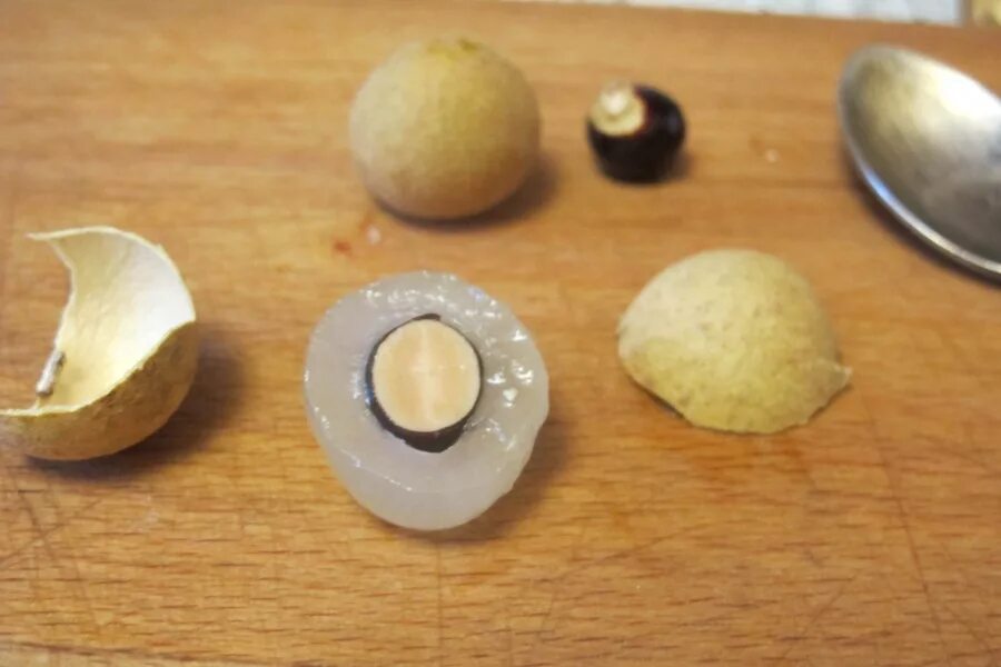 Как вырастить семена личи. Лонган косточка. семена лонган прорастить. косточка личи прорастить. косточка личи.