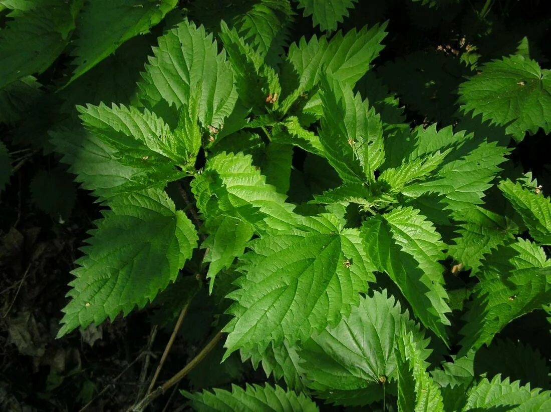 Крапива двудомная. Крапива двудомная цветок. Крапива двудомная (Urtica dioica). Крапива Жалюка. Крапива в природе