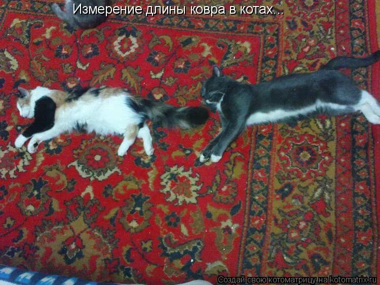 Кот на ковре. Коврик из кота. Кот на ковре на стене.
