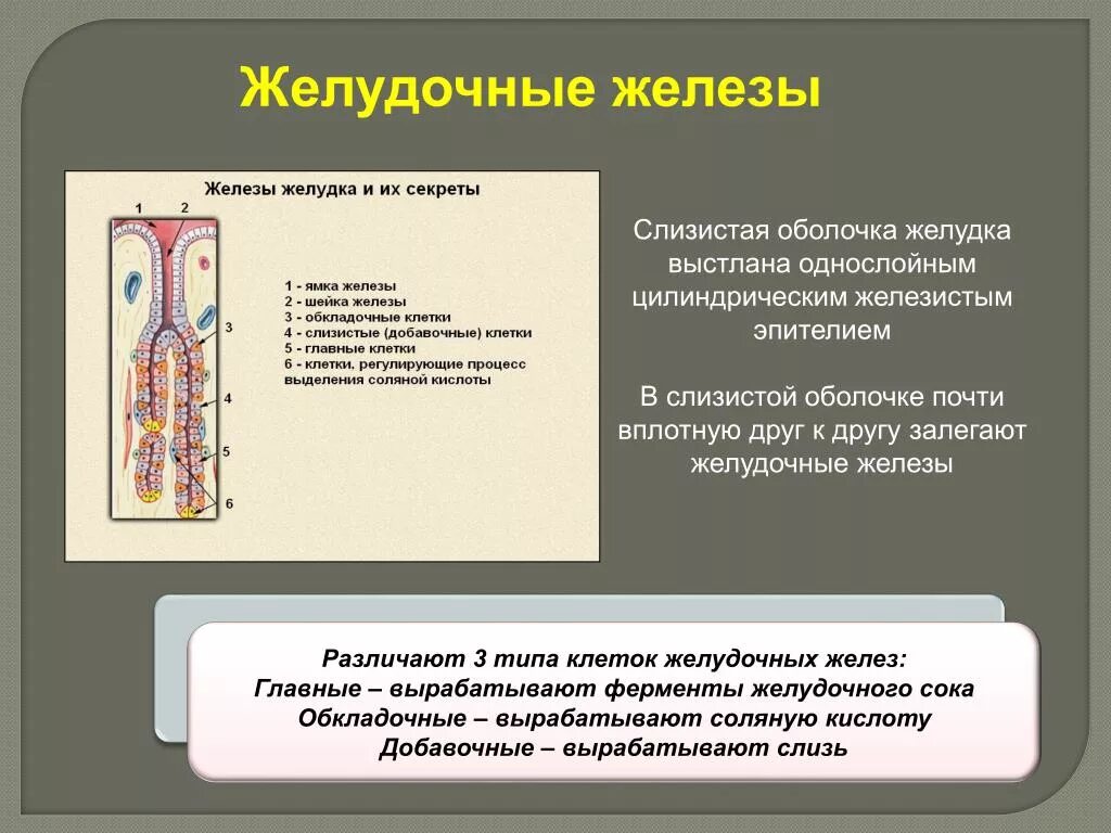 Главные железы желудка секретируют. Строение желудочных желез. Железы желудка строение и функции.