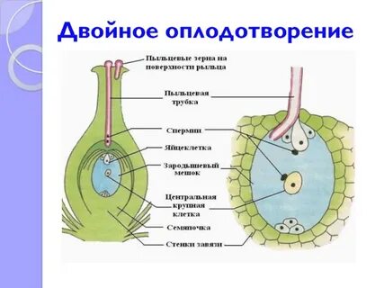 Кто открыл оплодотворение у цветковых