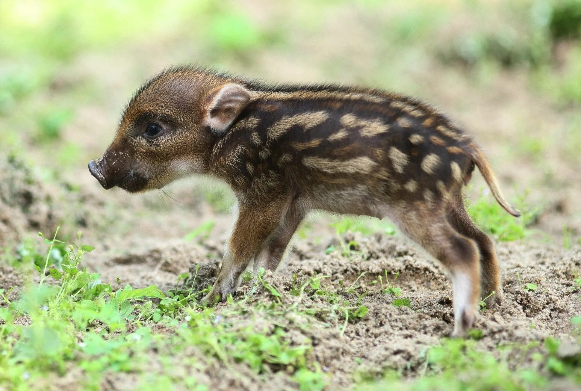 Магнитный пазл 27x18см."Дикий кабан, новички, wildpark poing" на холодильник - к