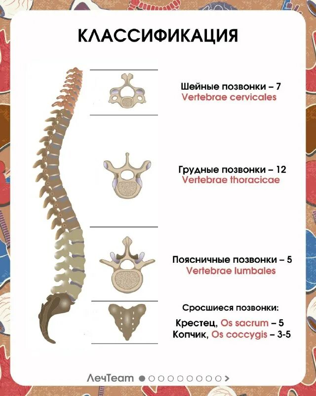 Позвонки на латыни. Позвоночный столб l1. Анатомия человека кости позвоночный столб. Позвоночный столб анатомия на латыни. Позвонки на латыни.