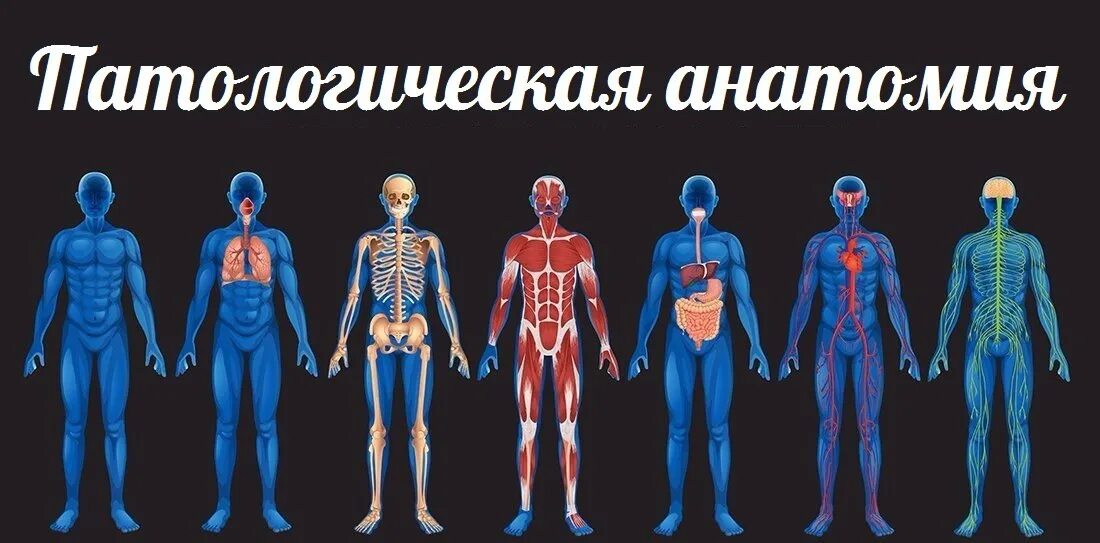 Сколько лет анатомии