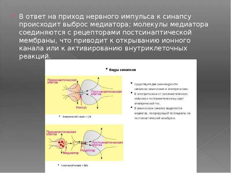 Проведение нервного импульса обеспечивается ионами. Медиаторы нервных импульсов. передача нервного импульса. роль нейромедиаторов в передаче нервных импульсов. медиаторы механизма передачи нервного импульса в синапсе.