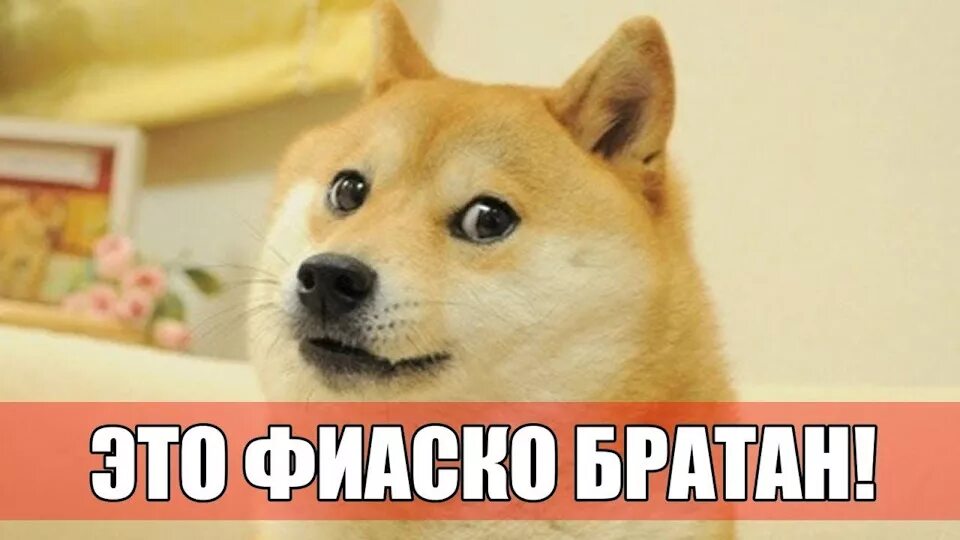Собака с яблоком мем оригинал Pin de Giane Stone em Humor Engraçado