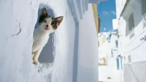 Cat cat dug