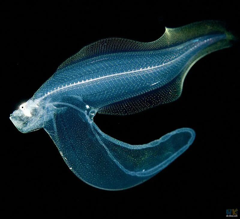 биолюминесценция кальмар. светящиеся существа. биолюминесценция светлячков. обитатели глубин океана. светящиеся существа.