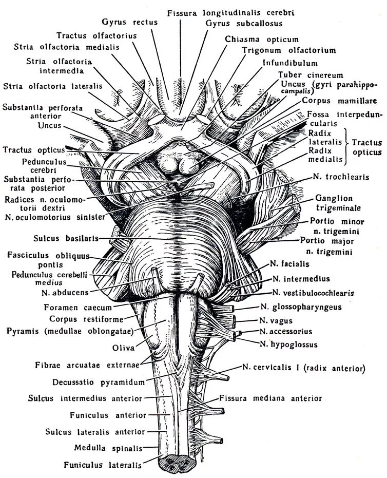 Средний мозг строение анатомия латынь. Строение вентральной поверхности продолговатого мозга. Ствол мозга строение анатомия. Ствол мозга вентральная поверхность. Ствол латынь