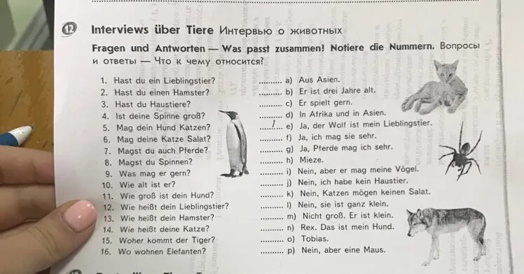 Вопросы и ответы на немецком языке. Вопросы по немецкому языку с ответами. Животные на немецком языке. Вопросы по немецкому языку 5 класс.