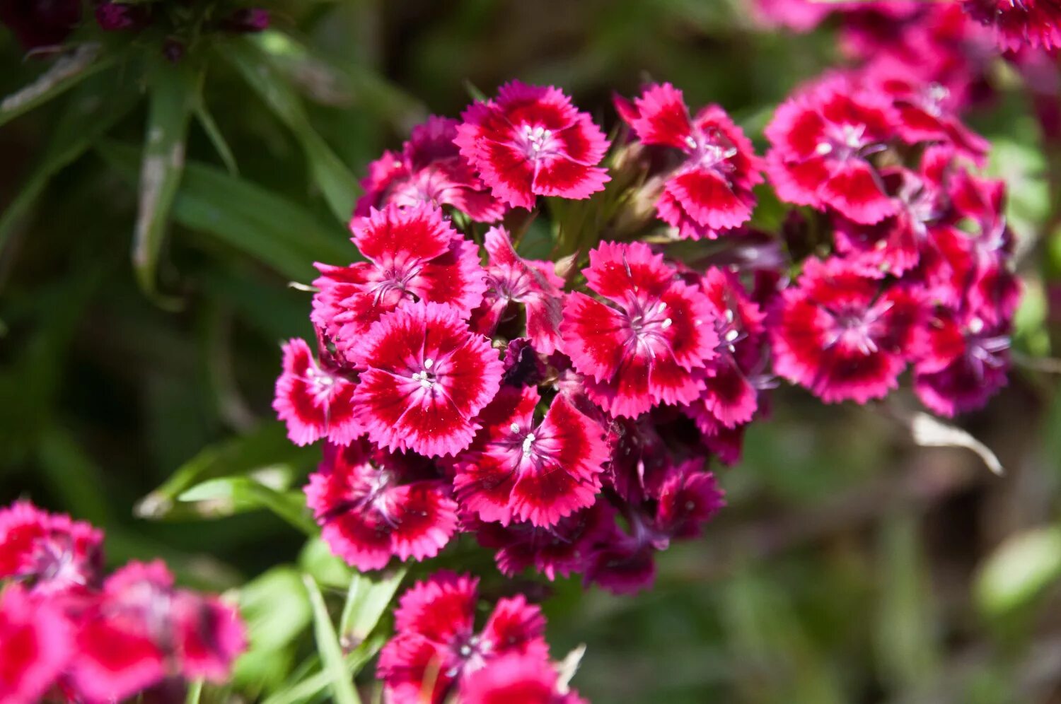 Гвоздика многолетник. Гвоздика бородатая - Dianthus barbatus. Диантус, гвоздика (турецкая). Dianthus barbatus l. гвоздика бородатая. Барбатус турецкая гвоздика.