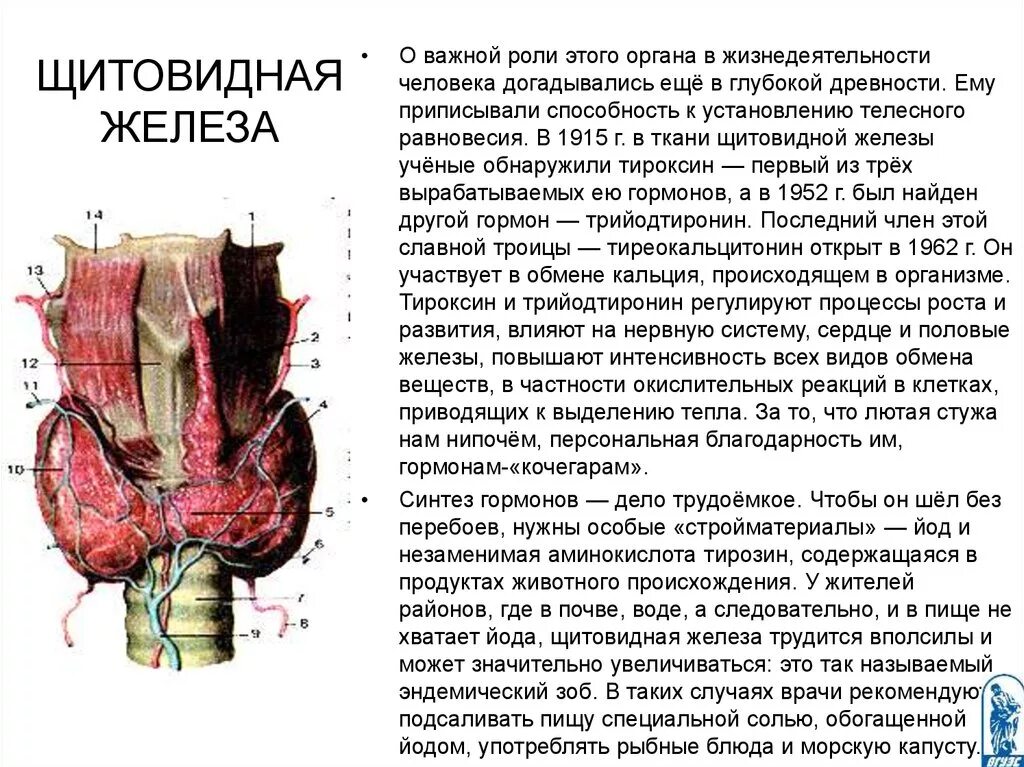 Щитовидная железа топография строение гормоны. Щитовидная железа анатомия функции. Щитовидная железа. Строение, гормоны, функции, топография. Щитовидная железа топография строение функции.