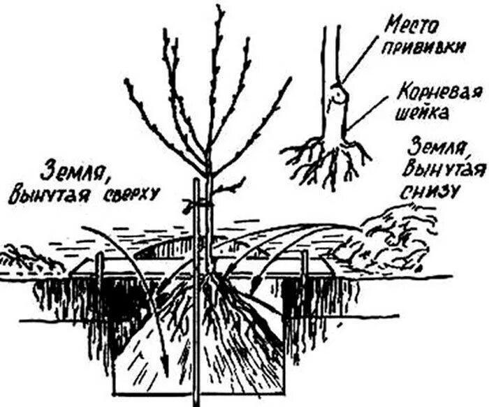 Как правильно посадить дерево весной. Схема посадка саженца плодовых деревьев. Корневая шейка дерева. Корневая система персика схема. Посадка персика корневая шейка.