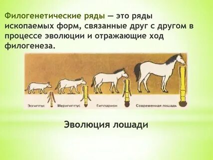 Составление филогенетического ряда лошади какой метод