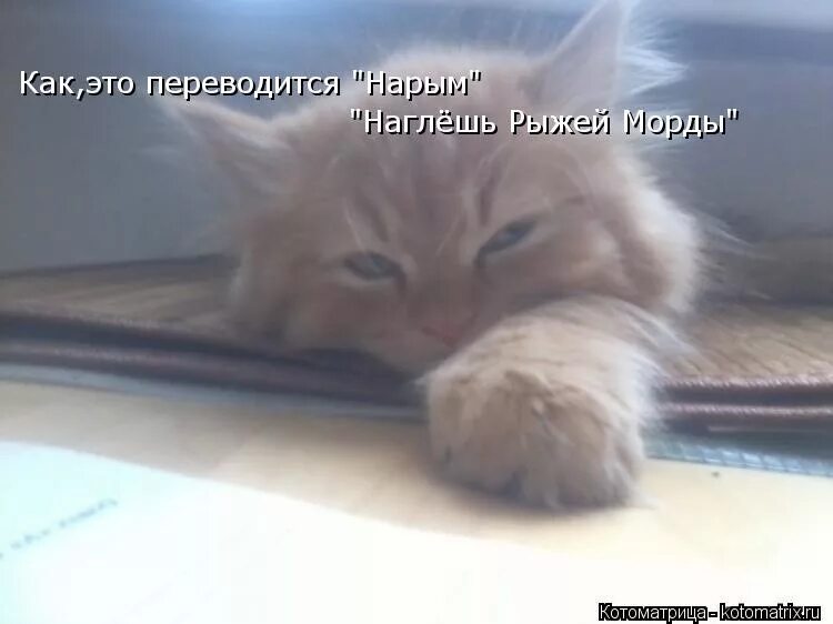 наглёж или наглёшь. смешные котики и ежики. кошка егор. наглеж. анекдот к земле привыкните.