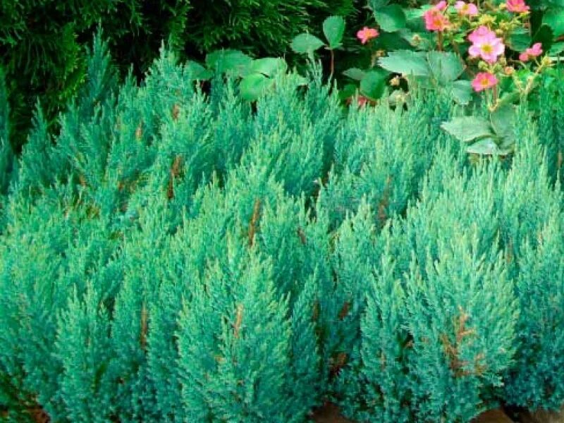 Можжевельник грин форест. Можжевельник горизонтальный блю форест. Можжевельник горизонтальный blue forest. Можжевельник horizontalis blue chip. Можжевельник горизонтальный blue forest.