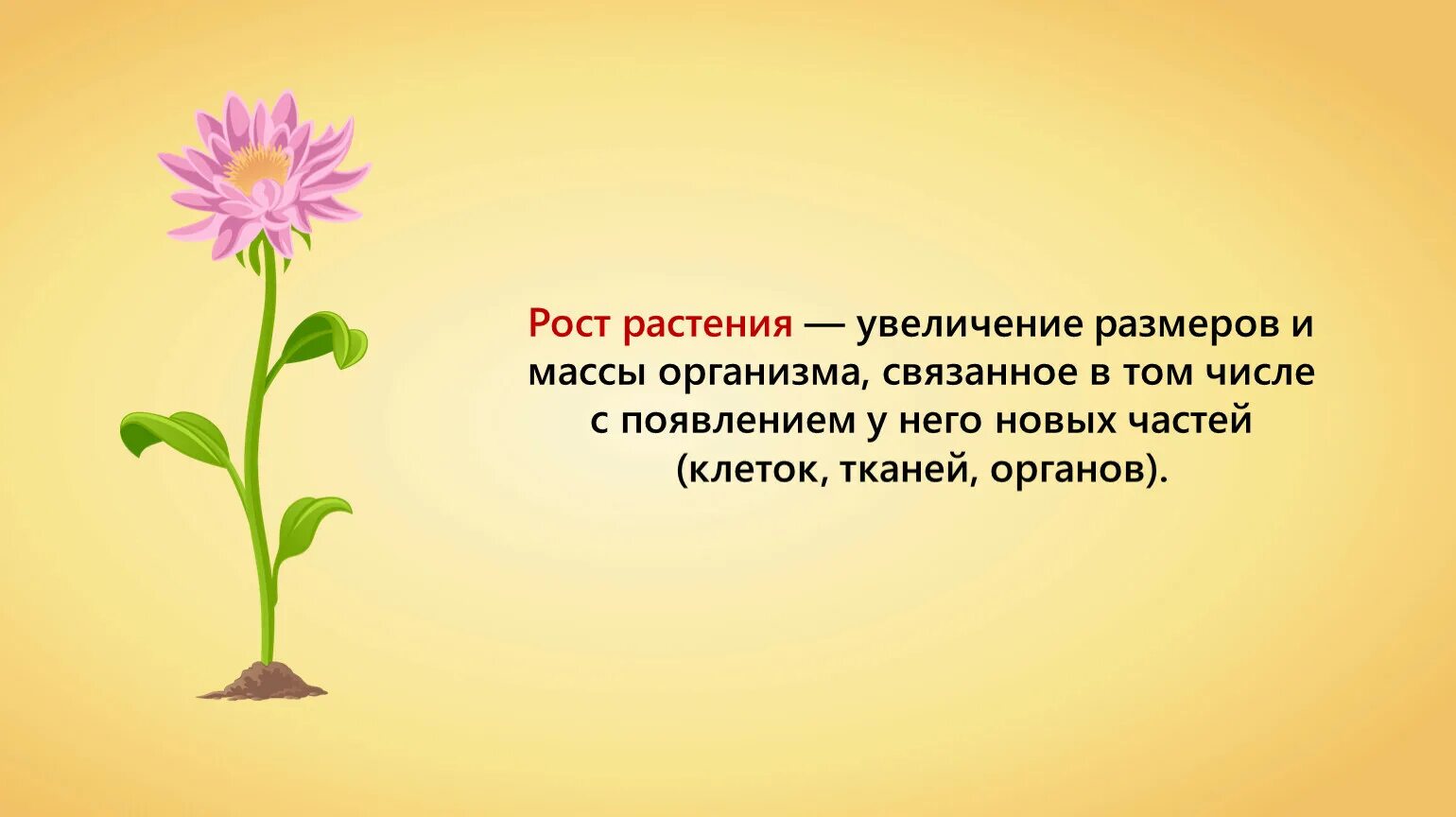 В чем заключается значение процесса роста человека