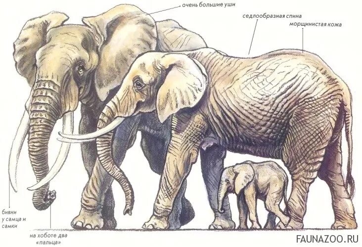 Хоботные индийский слон. Африканский слон. Строение слона. Африканский слон (самка). Чем отличается индийский слон от африканского 1