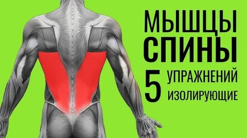 Мышцы спины дома