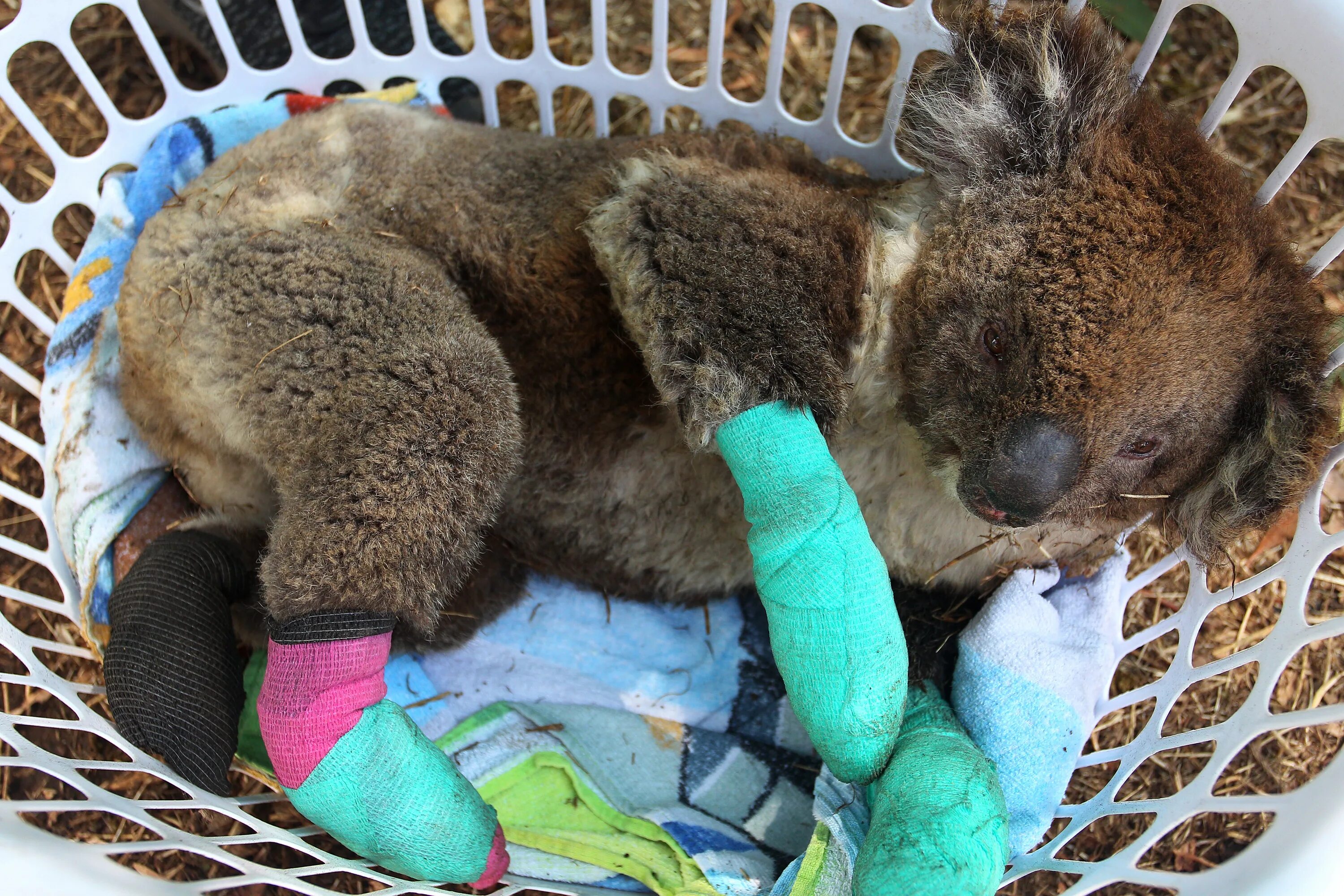 Почему погибают животные. Пожары в Австралии 2020 коалы. Пожар в Австралии 2020 животные.