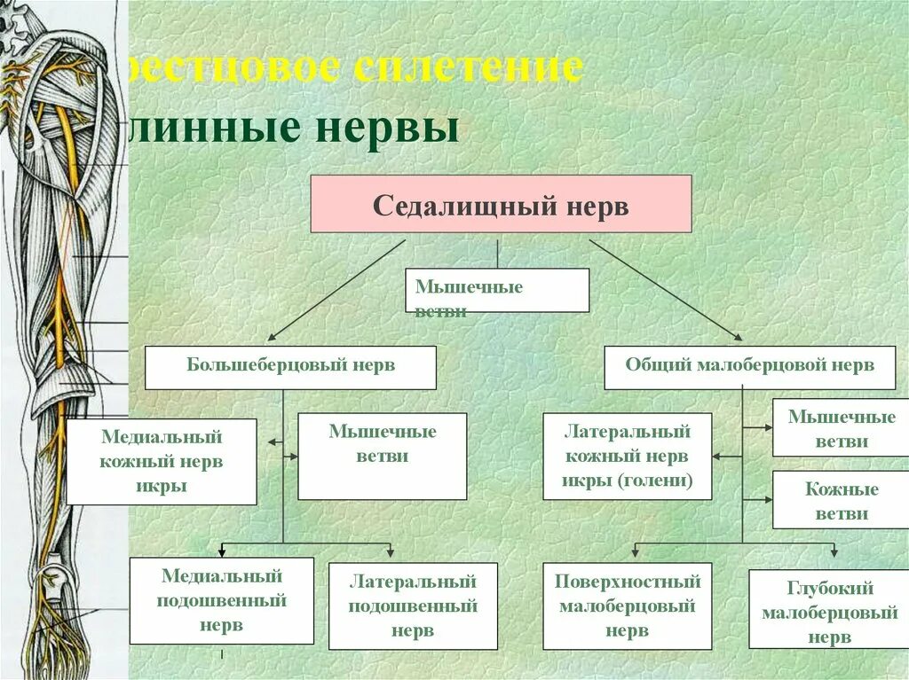 Нервные связи функции. Вегетативные нервные сплетения. Классификация нервов. Классификация нервных волокон. Волокна периферического нерва.