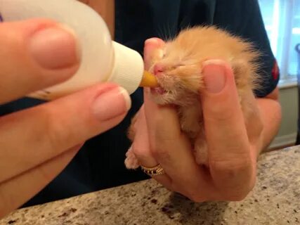 Как часто нужно кормить новорожденного котенка