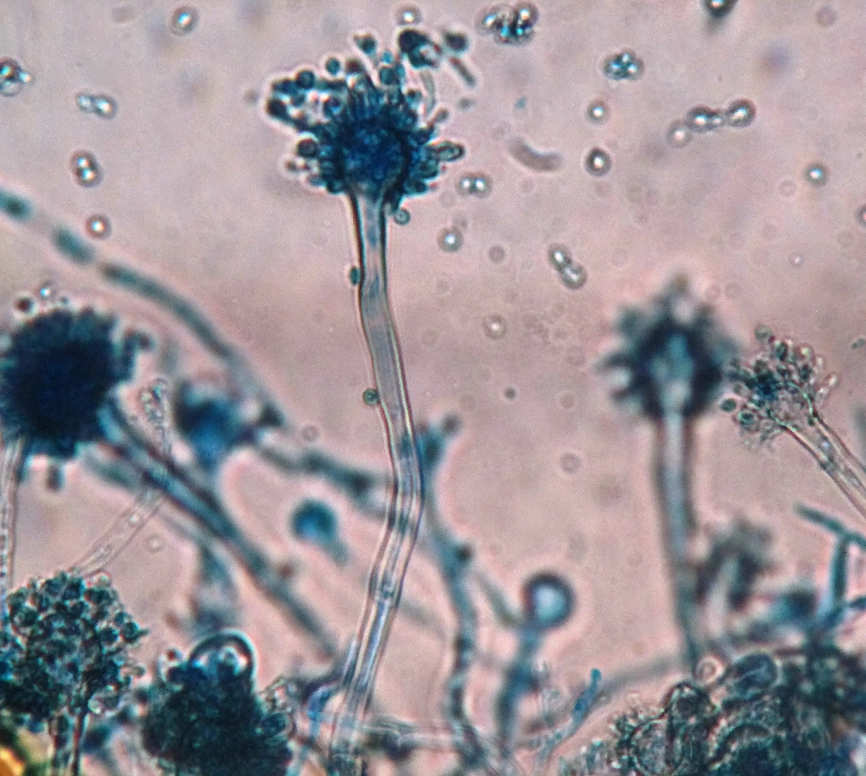 Патогенные грибы споры. Плесневые грибы рода Aspergillus. Плесневые грибы - Penicillium, Aspergillus, Mucor;. Аспергилл плесень. Микроскопические грибы: аспергилл.