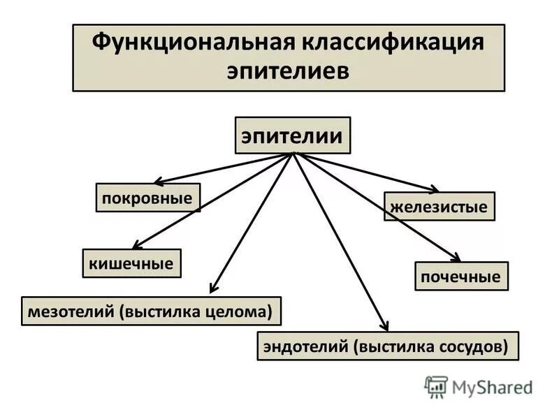 Классификация тканей гистология. Классификация соединительной ткани схема. Классификация эпителиальной ткани схема. Классификация эпителий ткани. Функциональная классификация эпителиальных тканей.
