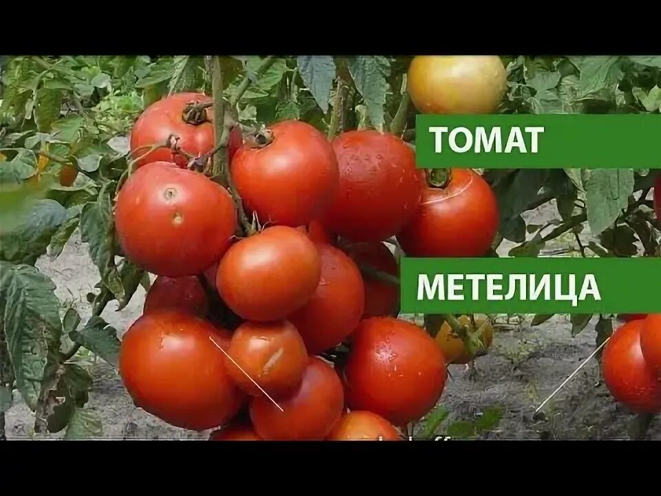 Томат Метелица Сибирский сад (82885): купить семена почтой в России интернет-маг