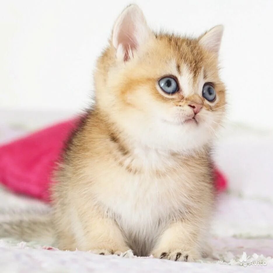 Шотландская золотая шиншилла пушистая. Британская золотая затушеванная шиншилла. Шиншилла кот золотая шиншилла. Золотая шиншилла bri ny 11. Питомник британских золотых шиншилл.