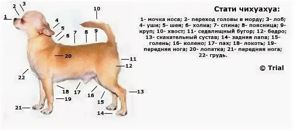 Таблица веса чихуахуа по месяцам до года ►* Вес ЧИХУАХУА.* Таблица определения веса чихуахуа во время роста. = Собаки ЧИХ
