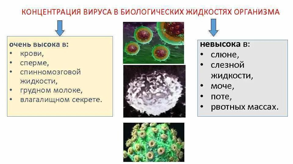 Вич молоко. Вирус в организме. Биологические вирусы. Концентрация вирусов. Концентрация вируса ВИЧ В биологических жидкостях.