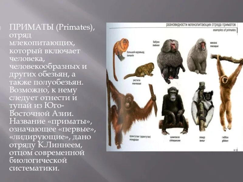 Приматы виды млекопитающих. Отряд приматы гиббон дриопитеки. отряд приматы представители с названиями. отряд приматы систематика. отряд низшие приматы представители.