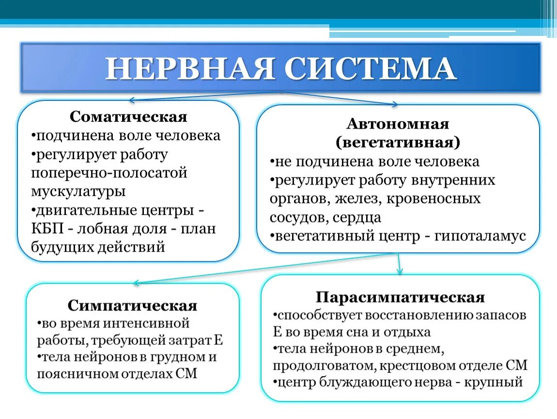 Соматический и вегетативный автономный отдел