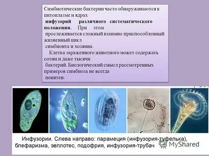 Роль симбиотических бактерий