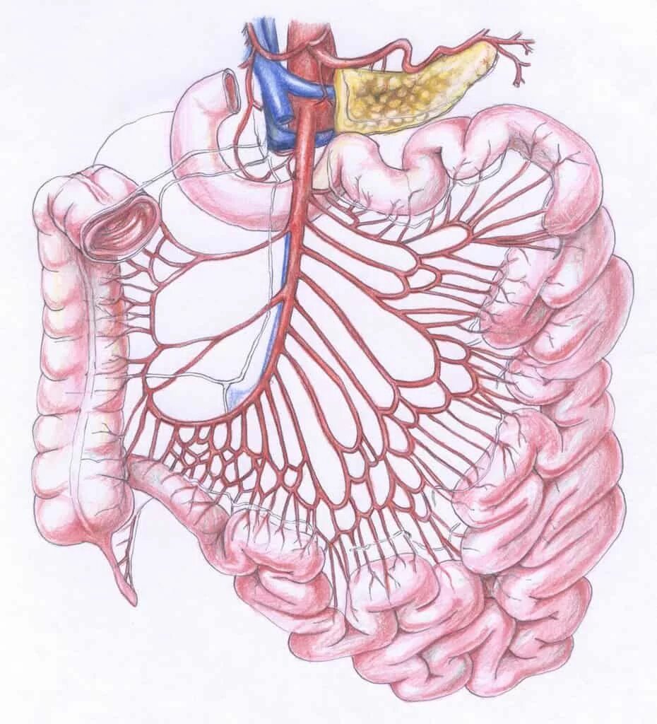кровоснабжение тонкого кишечника
