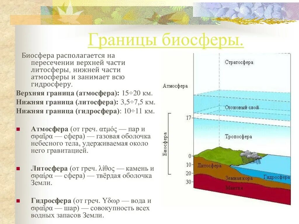 Где расположена верхнее. Нижняя граница биосферы в литосфере. Каковы границы биосферы. Границы биосферы по Вернадскому. Границы биосферы схема 11 класс.