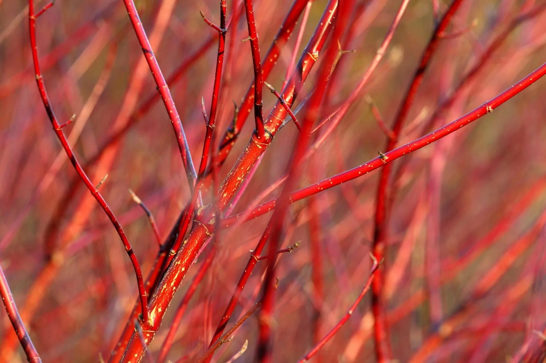 Дерен белый краснотал. Дерен белый Кессельринги. Cornus Alba Kesselringii куст. Дерен кроваво-красный Винтер Бьюти. Дерен красный купить