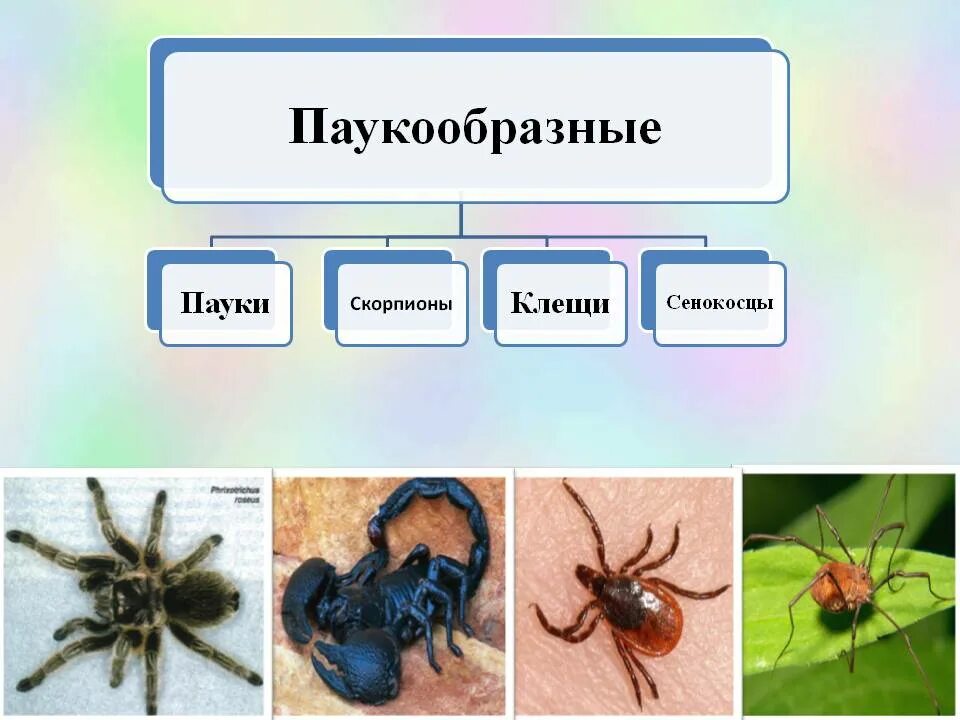 Паук относится к царству. Паук относится к царству