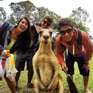 Фотогеничность кенгуру зашкаливает 