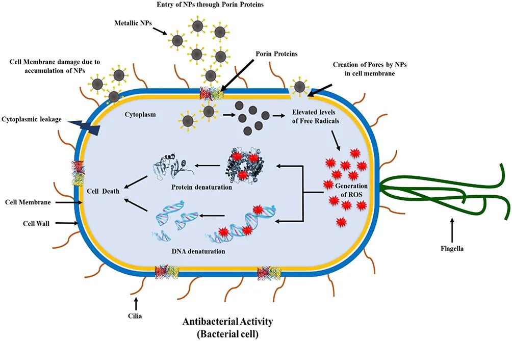 Antibacterial activity. Как попадает в воду s. Жидкое мыло aura antibacterial в ассорт. Aureus. 1/12.