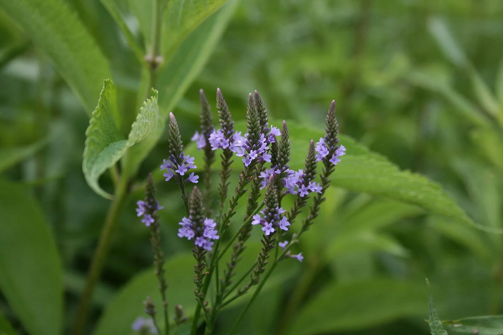 Вербена hastata. Вербена officinalis. Вербена лекарственная (Verbena officinalis l.). Вербена Голубиная трава. Вербена польза