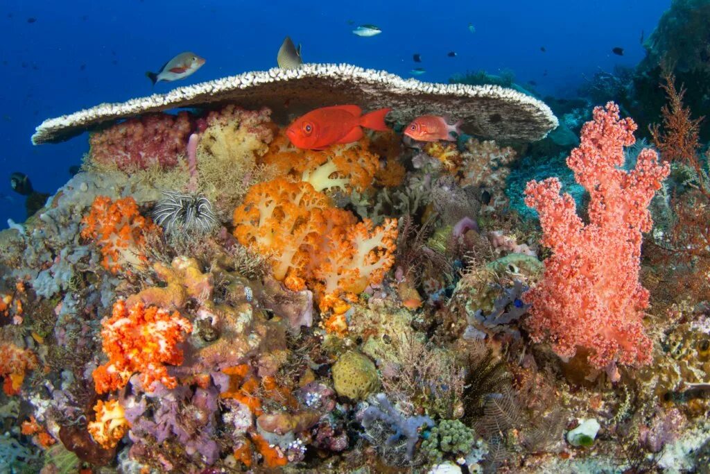Коралловые рифы образуют. Риф Туббатаха Филиппины. Саркофитон коралл. Окинава коралловые рифы. Большой Барьерный риф в тихом океане.