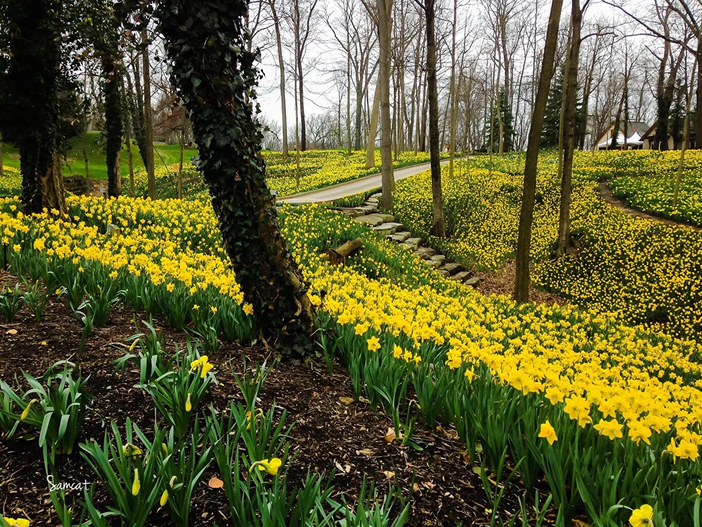 Нарциссы в апреле. Нарцисс донау парк. грин-парк лондон желтые нарциссы. нарциссовые луга уэльс. нарциссы в швейцарии.